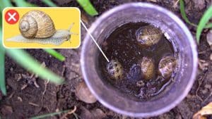 Effective Beer Trap For Slugs & Snails In Your Garden
