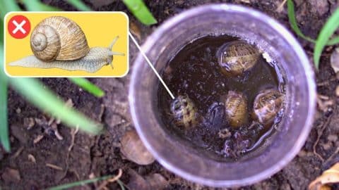 Effective Beer Trap For Slugs & Snails In Your Garden | DIY Joy Projects and Crafts Ideas