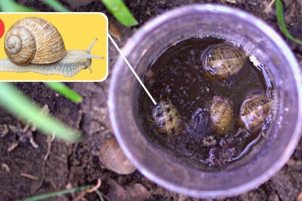 Effective Beer Trap For Slugs & Snails In Your Garden