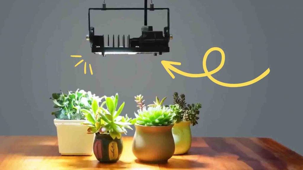 5 tips to keep your plants alive during the winter
