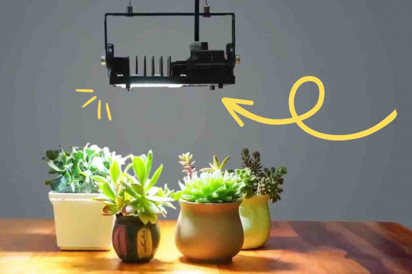 5 tips to keep your plants alive during the winter