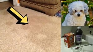 How To Remove Pet Urine Stain & Odor From The Carpet