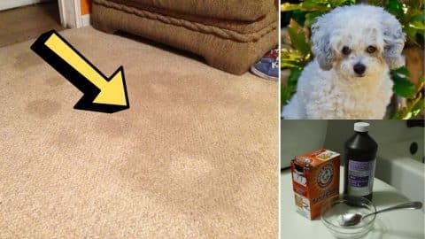 How To Remove Pet Urine Stain & Odor From The Carpet | DIY Joy Projects and Crafts Ideas