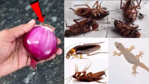 How to Kill Cockroaches and Lizards Within 5 Minutes | DIY Joy Projects and Crafts Ideas