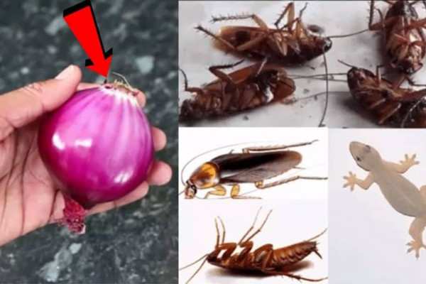 How to Kill Cockroaches and Lizards Within 5 Minutes