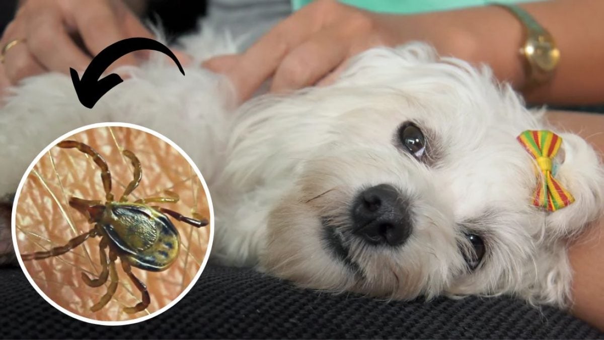 Home remedies to hotsell remove ticks from dogs