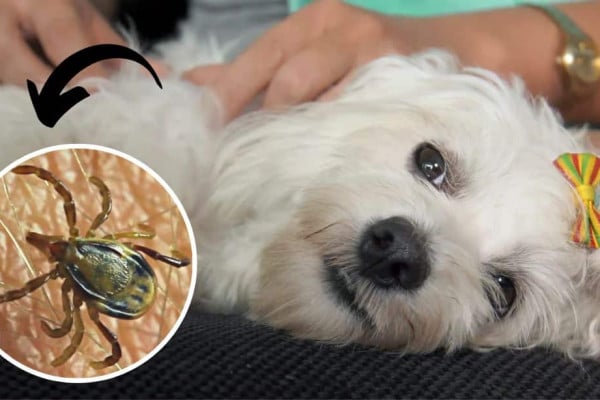 Natural Remedies To Prevent & Remove Dog Ticks