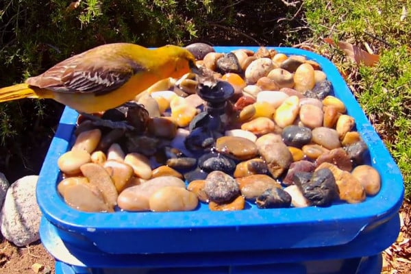 Repurposed DIY Bucket Water Fountain Tutorial