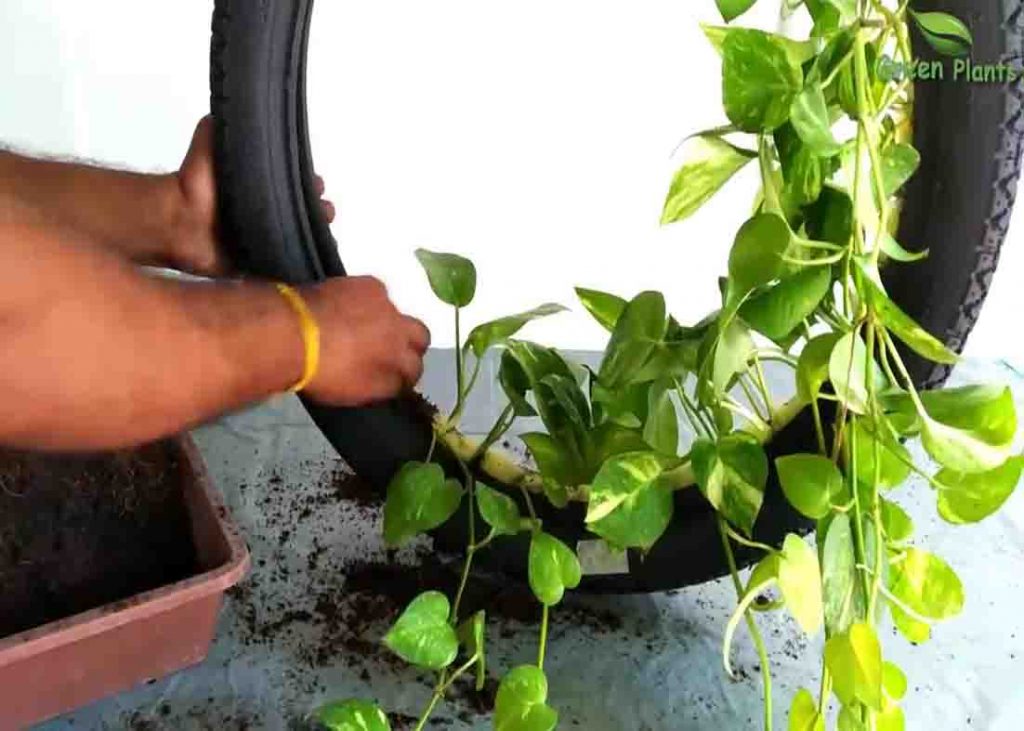 Adding the soil and plants to the diy hanging planter using old tires