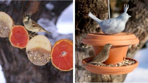 4 Ideas for Feeding Birds in the Winter | DIY Joy Projects and Crafts Ideas