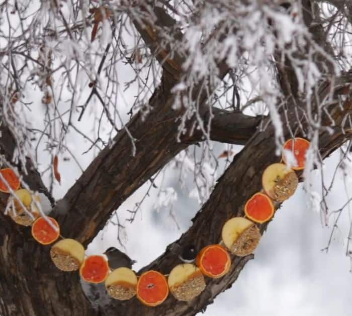 4 Ideas for Feeding Birds in the Winter garland