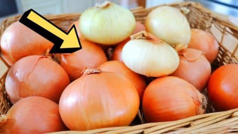 How To Store Onions & Keep Them Fresh For 1 Year | DIY Joy Projects and Crafts Ideas