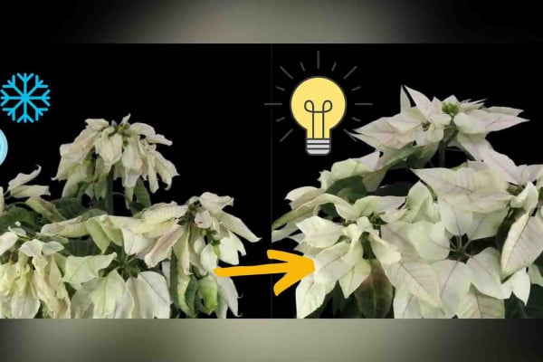 10 Secrets For Gardening In Winter Season