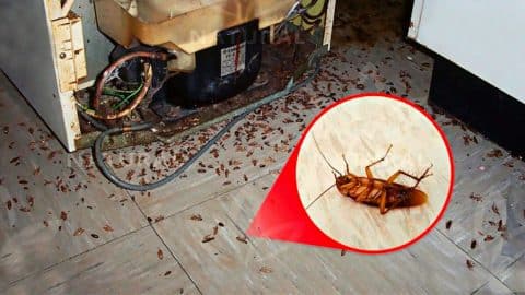 Fast Way to Get Rid of Cockroaches for Good | DIY Joy Projects and Crafts Ideas