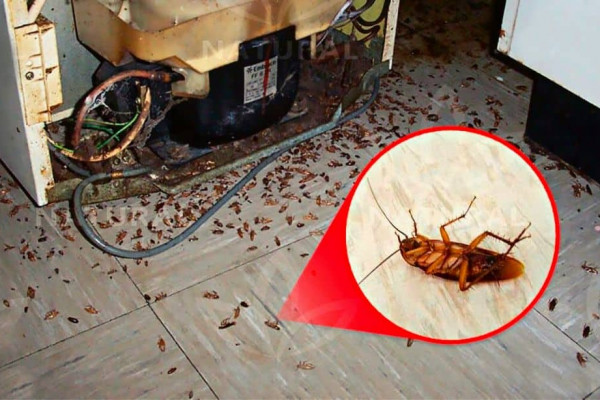 Fast Way to Get Rid of Cockroaches for Good