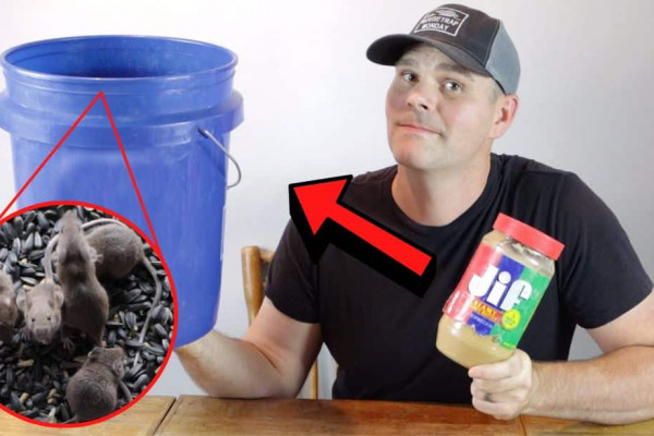 How to Catch Mice in a Bucket