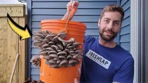 How to Grow Mushrooms in a 5-Gallon Bucket