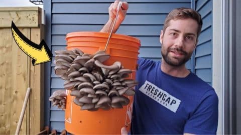 How to Grow Mushrooms in a 5-Gallon Bucket | DIY Joy Projects and Crafts Ideas