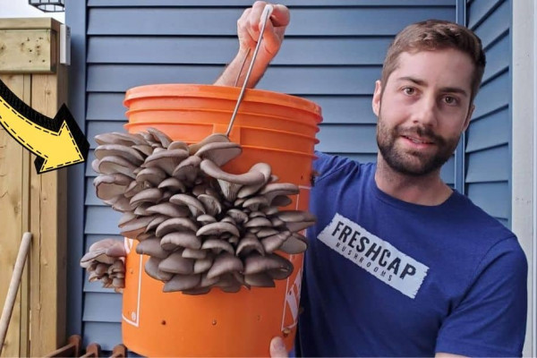 How to Grow Mushrooms in a 5-Gallon Bucket