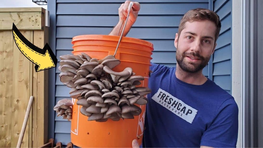 How to Grow Mushrooms in a 5-Gallon Bucket | DIY Joy Projects and Crafts Ideas