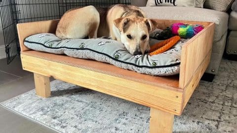 Learn How to Build a Dog Bed in 60 Seconds | DIY Joy Projects and Crafts Ideas
