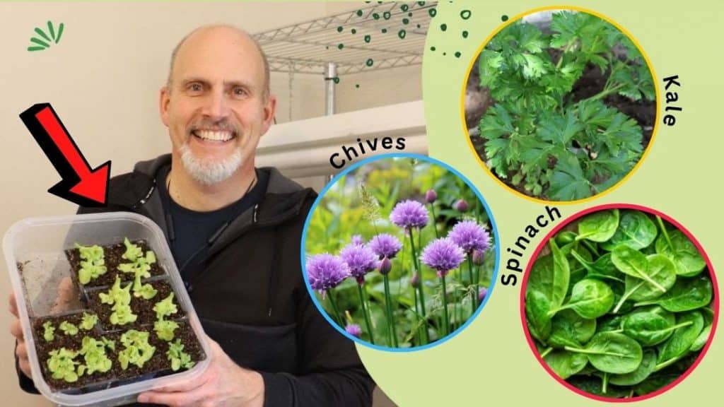 Seeds That You Can Plant Indoors In January