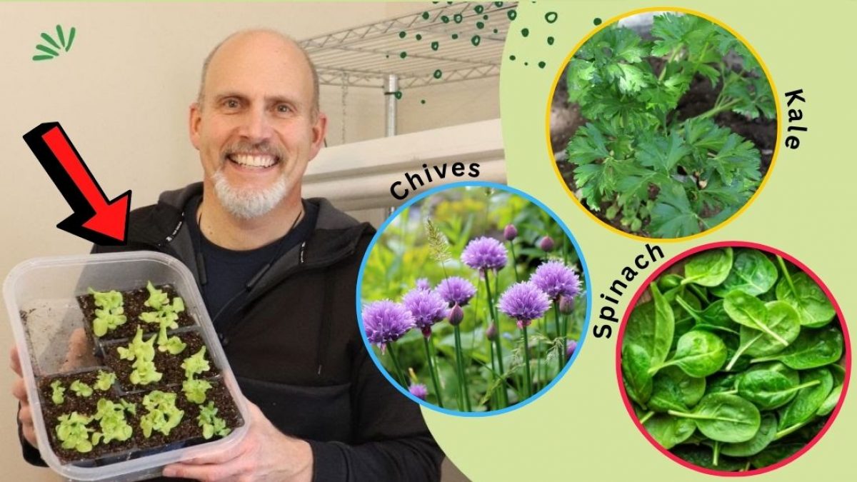 9 Seeds That You Can Plant Indoors In January - DIY Joy