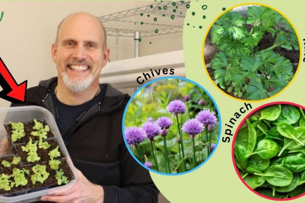 Seeds That You Can Plant Indoors In January