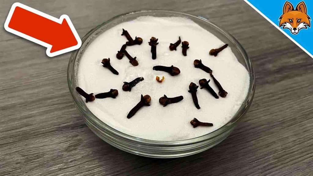 How To Make Your Home Smell Fresh And Clean Always