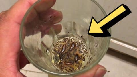 Easy No-Chemical DIY Cockroach Trap Tutorial | DIY Joy Projects and Crafts Ideas