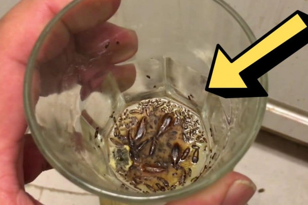 Easy No-Chemical DIY Cockroach Trap Tutorial