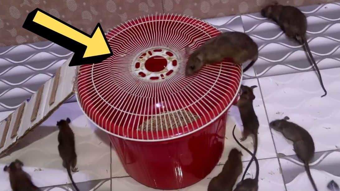 The Best Mouse Trap, Period - GF Video - GardenFork - Eclectic DIY