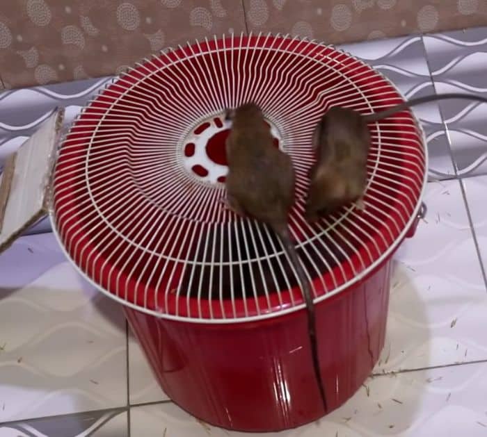 mouse trap \ electric mousetrap \ water mouse trap \ Make a mouse