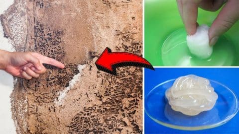 How to Get Rid of Termites for Good | DIY Joy Projects and Crafts Ideas