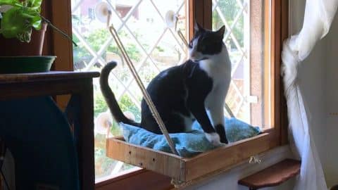 How to Repurpose Wooden Tray Into DIY Cat Window Seat | DIY Joy Projects and Crafts Ideas