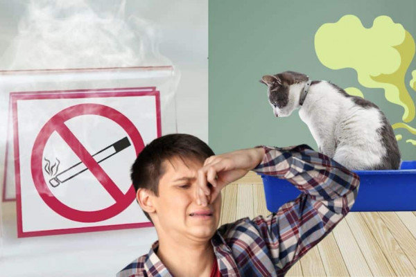 Odor Eliminator (Cigarettes, Pet Urine, Soccer Shoes)