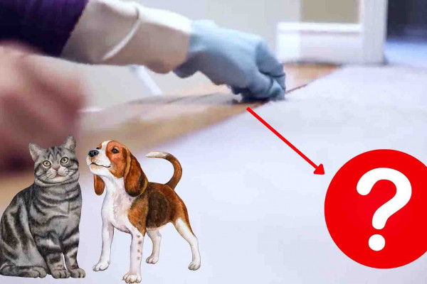 How To Clean Pet Hair For Good