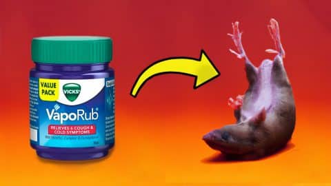 How to Use Vick’s Vapo-Rub To Get Rid of Mice and Rats Fast | DIY Joy Projects and Crafts Ideas