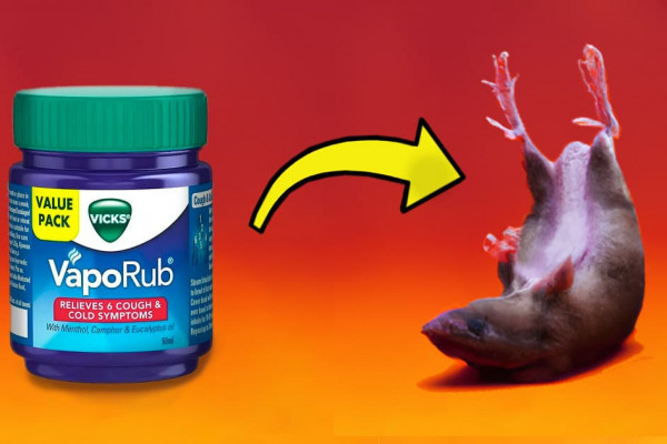 How to Get Rid of Rats and Mice Naturally With Vicks Vapo Rub - DIY Rat Bait Recipe