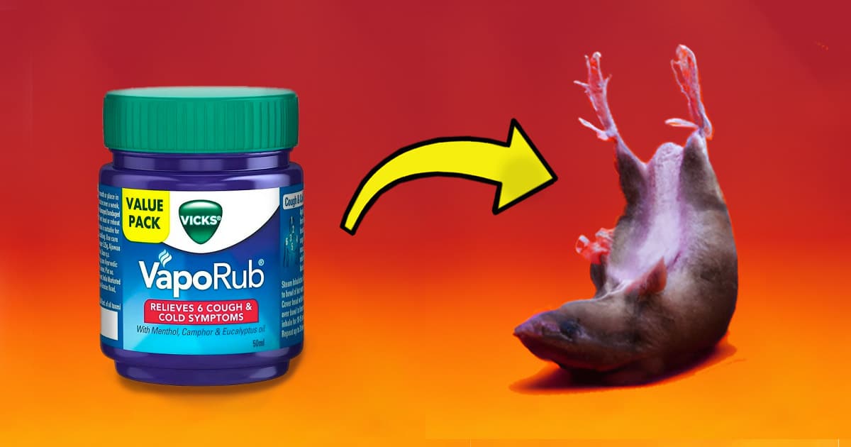 How to Use Vick’s Vapo-Rub To Get Rid of Mice and Rats Fast | DIY Joy Projects and Crafts Ideas