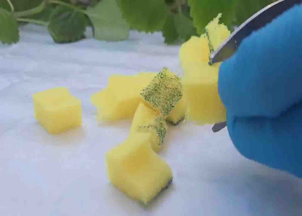 Cutting the used sponge into small pieces