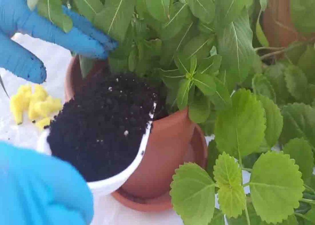 Putting soil into the plant with pieces of used sponge