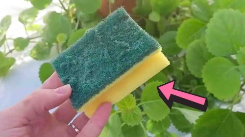 Why You Should Never Throw Used Sponges | DIY Joy Projects and Crafts Ideas