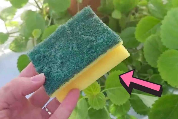 Why You Should Never Throw Used Sponges