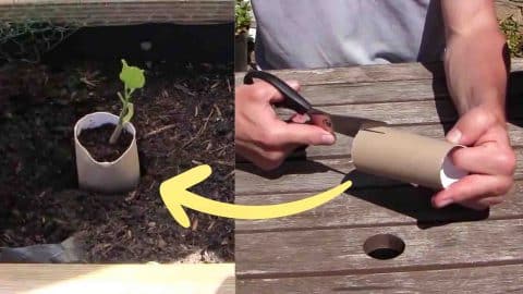 10 Hacks for a Successful Vegetable Garden | DIY Joy Projects and Crafts Ideas
