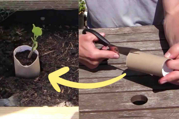 10 Hacks For A Successful Vegetable Garden