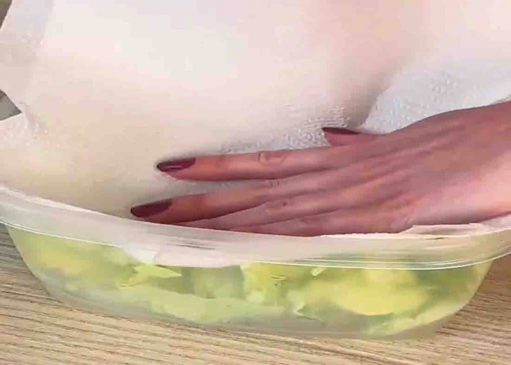Storing the lettuce in a glass container and covering it with paper towel