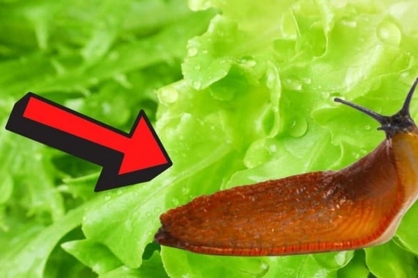 6 Proven Slug Control Methods