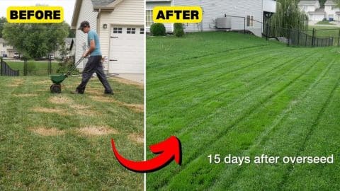 How to Fix your Lawn with Overseeding in Just 15 Days | DIY Joy Projects and Crafts Ideas