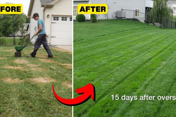 How to Fix your Lawn with Overseeding in Just 15 Days